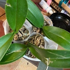 （F）胡蝶蘭3株　受付終了