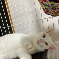 活発な三毛猫　女の子　生後約2年