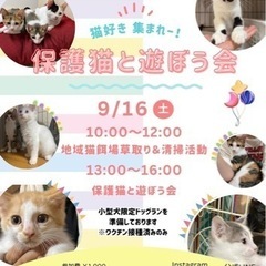 9/16 お昼から保護猫と遊ぼう会をします。