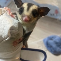 モモンガ好き、モモンガを飼育したい人！ - 熊本市