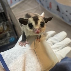 モモンガ好き、モモンガを飼育したい人！