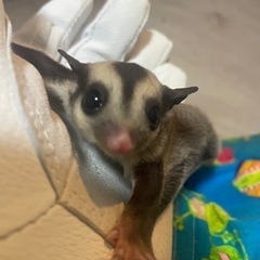 モモンガ好き、モモンガを飼育したい人！ - その他