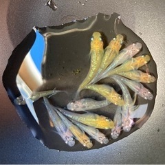 【メダカ】みゆき若魚 10匹＋夜桜 若魚5匹＋水草のおまけ付き