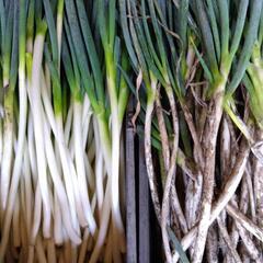 地物　長ネギ（訳あり）の画像