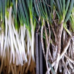 地物　長ネギ（訳あり）の画像