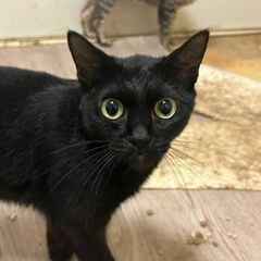 ※一時停止　目がクリっとした黒猫二匹 - 猫
