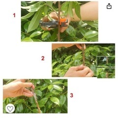 接木ハサミ（切り接ぎ職人ＤＸ） の画像