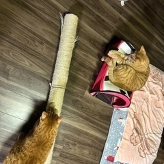 猫の爪とぎポールの画像