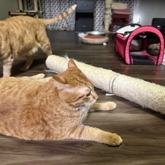猫の爪とぎポールの画像