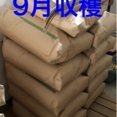 昨年令和４年9月収穫　玄米10kg            品種はるみ