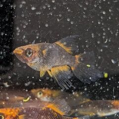 🐦５式タイプＲヒカリ体型鰭長メダカ　成魚1ペア　期間限定