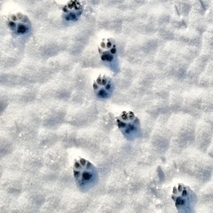 愛犬、愛猫さんの悩みお聞きします