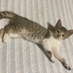 愛嬌たっぷりの女の子 里親募集です！生後１ヶ月半(7/20頃生 ...