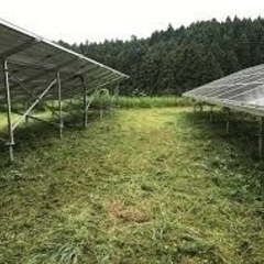 急募！青森で太陽光草刈り　2週間！の画像