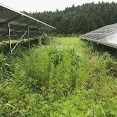 急募！青森で太陽光草刈り　2週間！