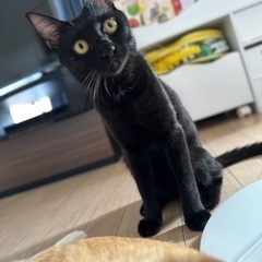 約1歳の男の子です！去勢済み！