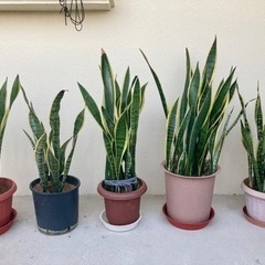 虎の尾