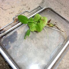 ★浮き草、メダカ等、アマゾン、★自家栽培★15程大小混ざります、⭐数対応可能です、バケツご用意ください。の画像