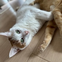 約2歳　男の子/去勢済です！