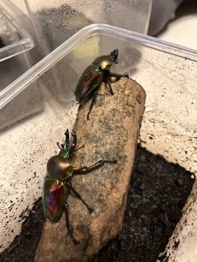 ヘラクレス(オス、メス)➕ニジイロクワガタ(オス、メス)