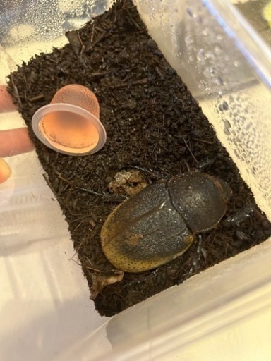 ヘラクレス(オス、メス)➕ニジイロクワガタ(オス、メス)