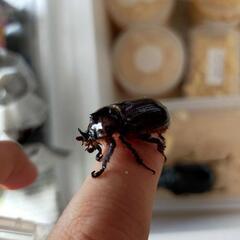 バラタスサスマタサイカブトペア