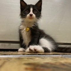 【決まりました】子猫の里親さん募集