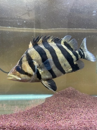 ダトニオ　アロワナ　古代魚