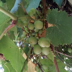 ブドウの画像
