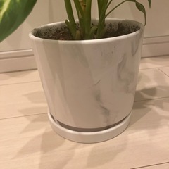 観葉植物の画像