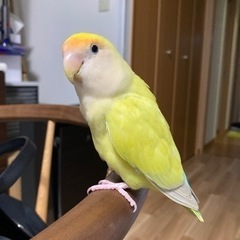 【里親予定者決まりました】コザクラインコ達の里親募集の画像