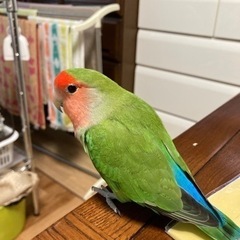 【里親予定者決まりました】コザクラインコ達の里親募集 - 西宮市
