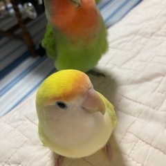 【里親予定者決まりました】コザクラインコ達の里親募集 − 兵庫県