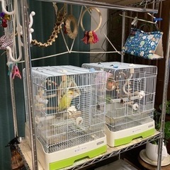 【里親予定者決まりました】コザクラインコ達の里親募集 - 里親募集