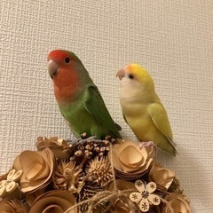 【里親予定者決まりました】コザクラインコ達の里親募集 - その他