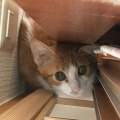茶白の可愛い男の子猫💗