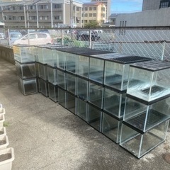 60センチ水槽　約30本の画像