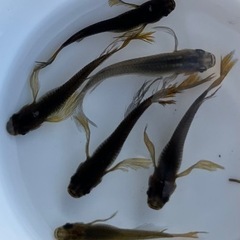 ✨影姫(オロチ系ヒレ長)①　5匹の画像