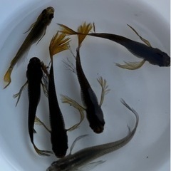 ✨影姫(オロチ系ヒレ長)①　5匹