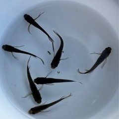 ✨影姫(オロチ系ヒレ長)② 6匹の画像