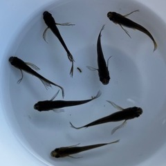 ✨影姫(オロチ系ヒレ長)② 6匹