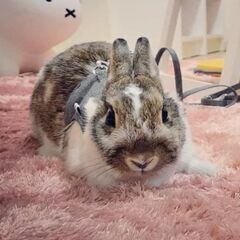 里親募集 ネザーランドドワーフ メス 3歳