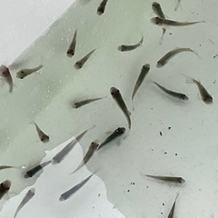 🐟( ˆᴗˆ  )/☆ドクターフィッシュ♪♪♫の画像