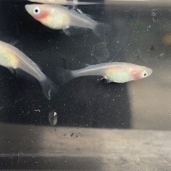 エゴマ味噌の五平餅【楽ya】9/23(土)オープン − 富山県