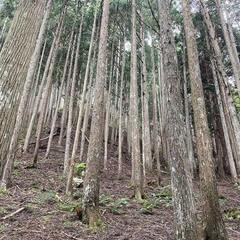 【成約済】山林物件141　京都市右京区京北上黒田町