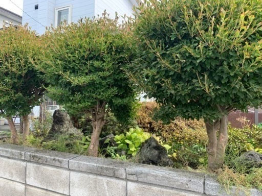 明日も可能 格安  ドウタンツツジ 残り2本