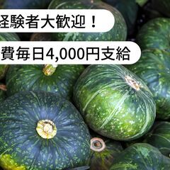 北海道中川郡美深町でかぼちゃの収穫作業のお仕事！【単発/短期求人...