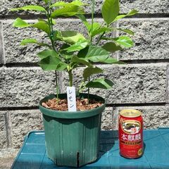 レモン取り木苗（最終）