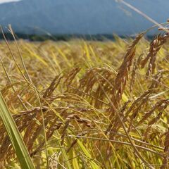 2023年、令和5年度　新米　新潟県産　こがねもち ５キロ〜