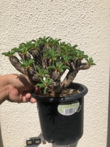 ギラウミニアナ